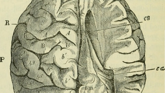 Neuropsicoanálisis