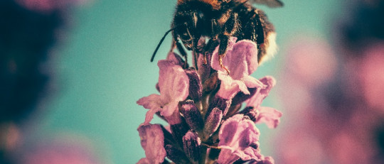 Miedo a las abejas (apifobia): causas, síntomas y tratamiento