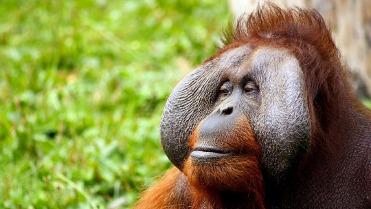 Animales que han aprendido a usar herramientas