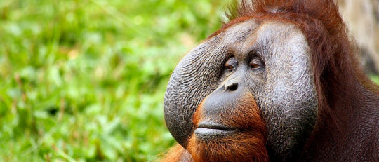 Animales que han aprendido a usar herramientas