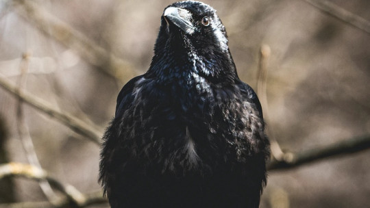 ¿Tienen los pájaros autoconciencia?