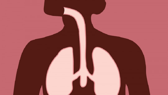 Sistema respiratorio