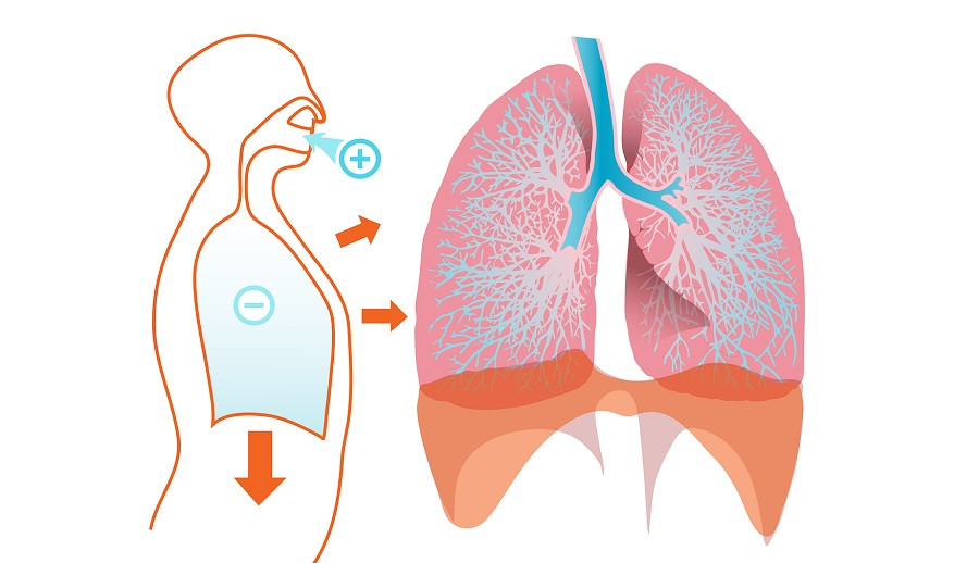 Pulmones