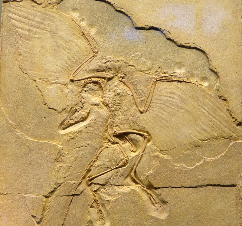 Archaeopteryx