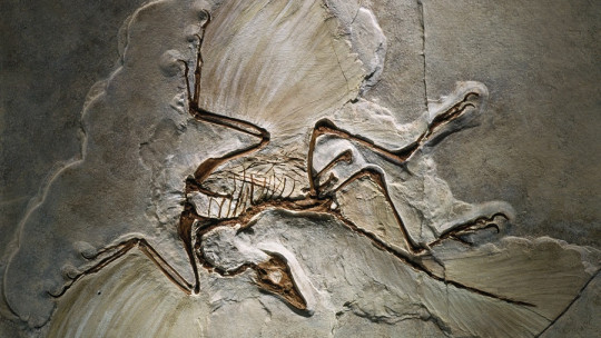 Las aves son dinosaurios
