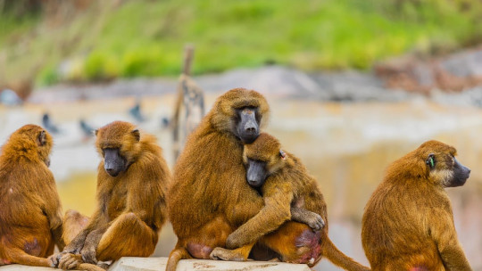 ¿Existe la empatía en el reino animal?