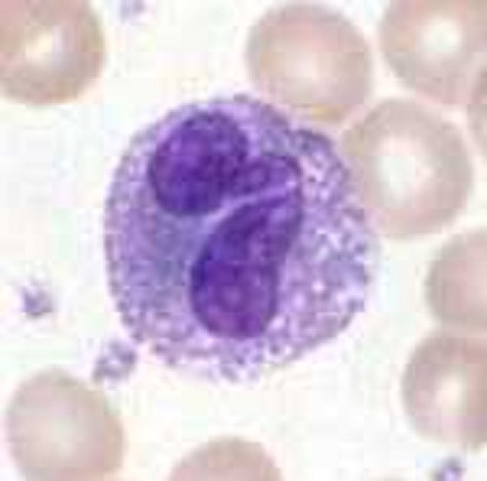 Eosinófilo