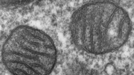 ADN mitocondrial