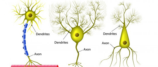 Neuronas multipolares: tipos y funcionamiento