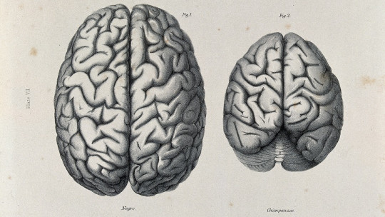 ¿Podemos crear cerebros de laboratorio con consciencia?