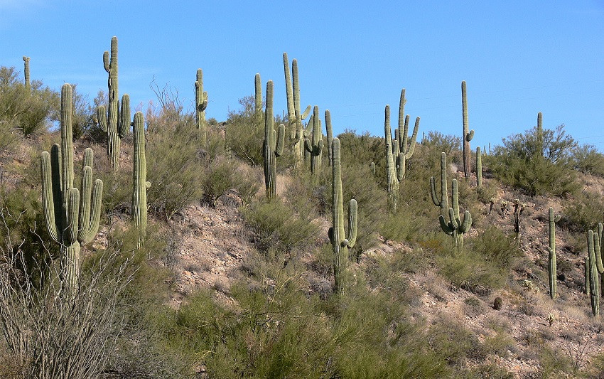 Desierto de Sonora