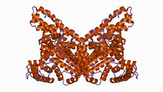 Albúmina