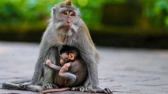 ¿Existe el altruismo en animales?