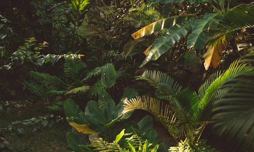 Botánica