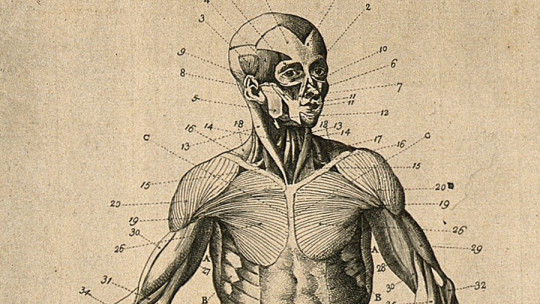 Sistema muscular