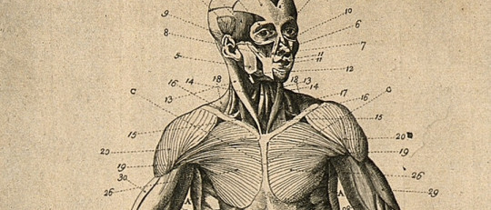 Sistema muscular