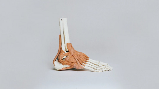 Las ramas de la anatomía y sus características
