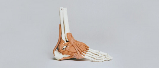 Las ramas de la anatomía y sus características