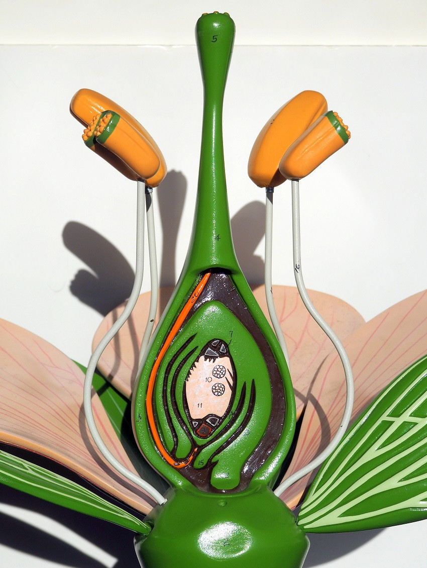 Anatomía vegetal