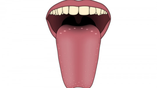 Papilas gustativas