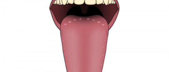 Papilas gustativas