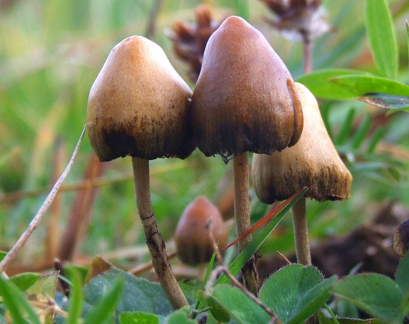Psilocybe