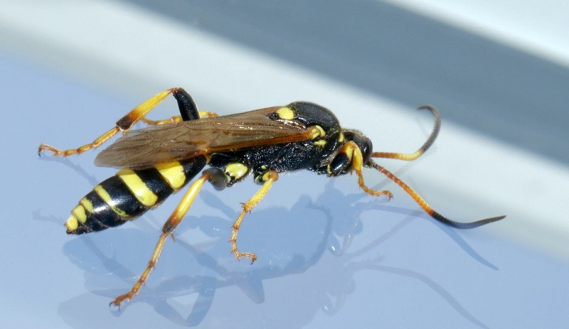 Hipótesis sobre insectos