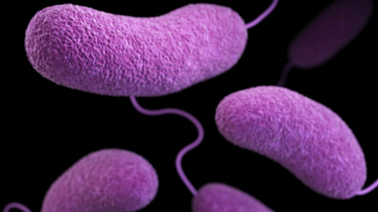 Quimiotaxis