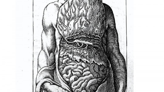 Partes del intestino