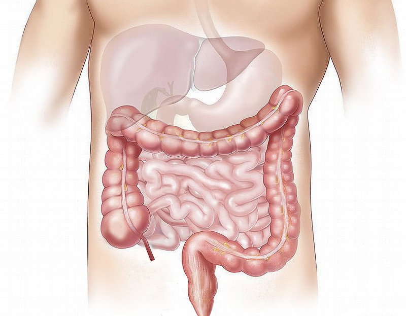 Intestino grueso e intestino delgado