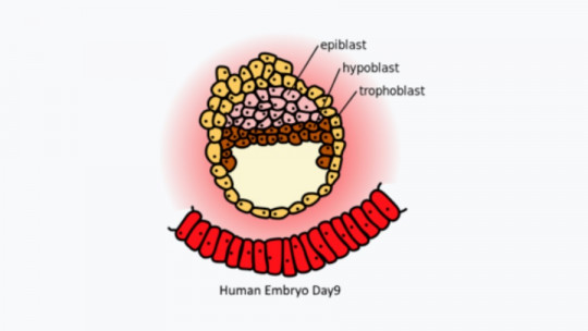 Epiblasto