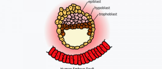 Epiblasto