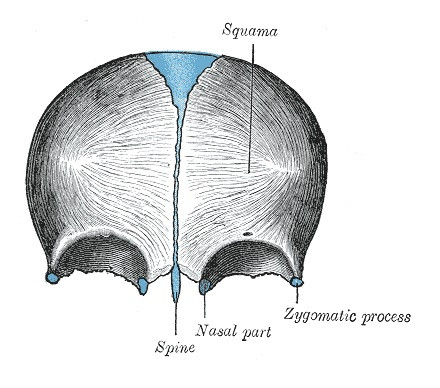 Hueso frontal