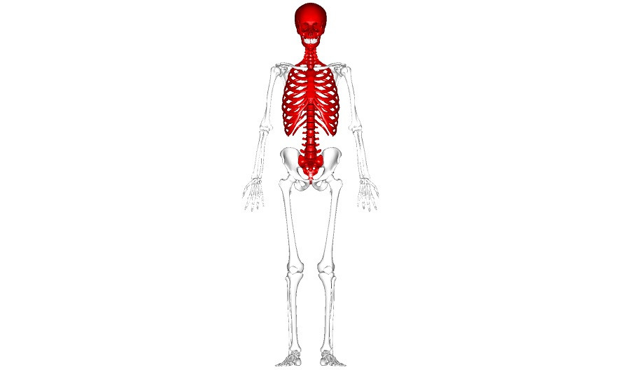 Esqueleto axial