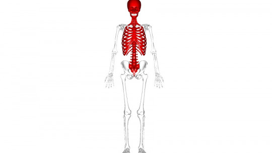 Esqueleto axial