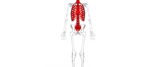 Esqueleto axial