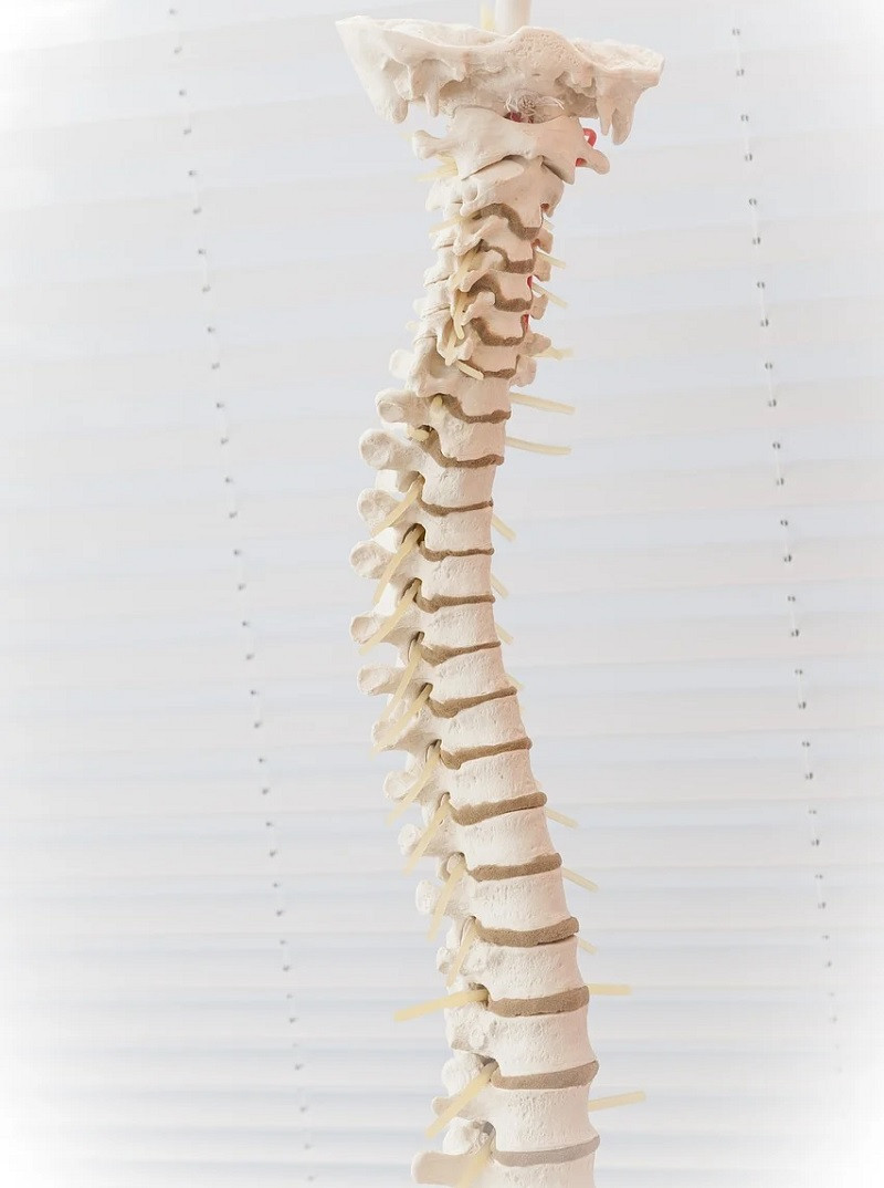 Columna vertebral