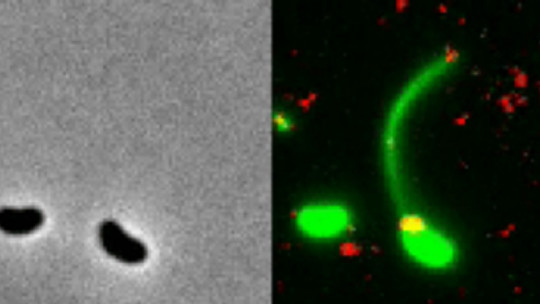 Transmisión horizontal de genes