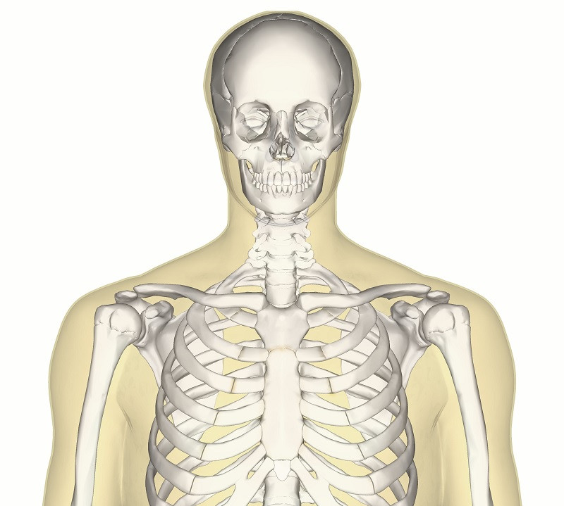 Esqueleto humano