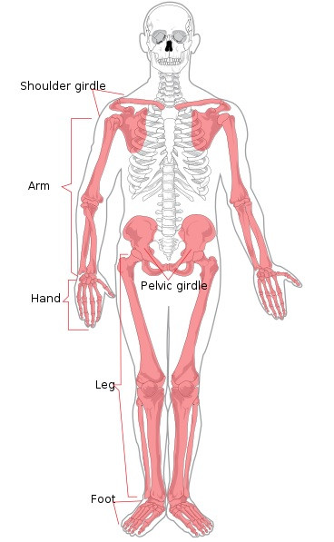 Esqueleto apendicular