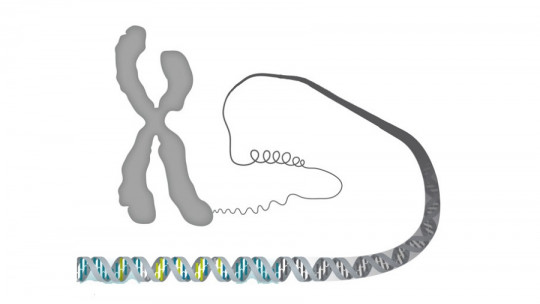 Partes del cromosoma