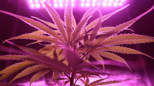 ¿El consumo de cannabis ayuda a superar la ansiedad?