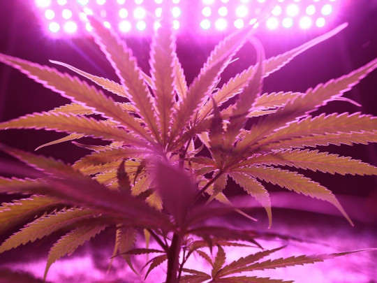 ¿El consumo de cannabis ayuda a superar la ansiedad?