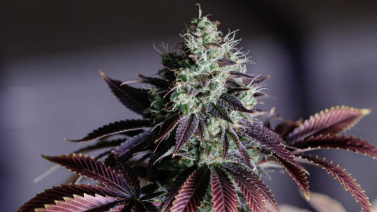 Grandes mitos sobre el cannabis