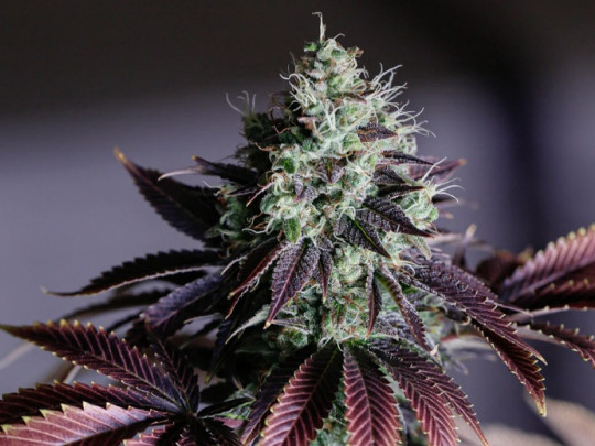 Grandes mitos sobre el cannabis
