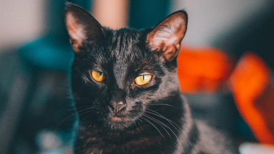 ¿Por qué existen las supersticiones?