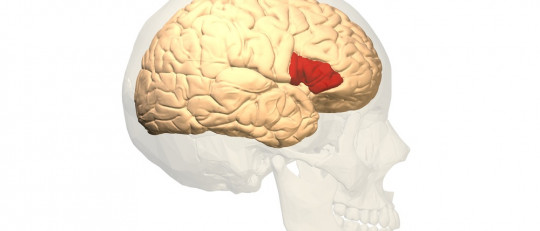 Área de Broca (parte del cerebro): funciones y su relación con el lenguaje