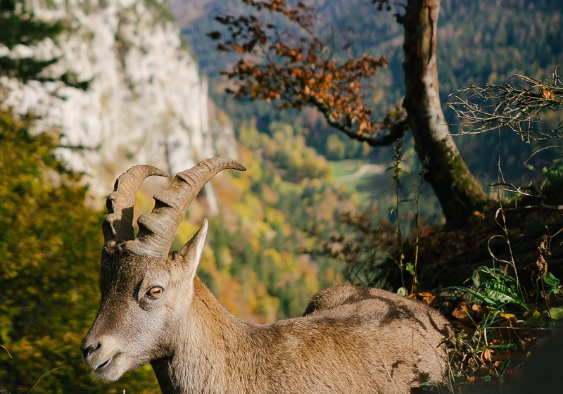 Ecosistema montañoso