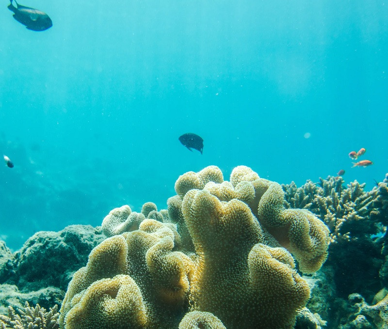 Ecosistema marino