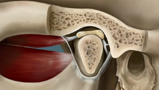 Articulación temporomandibular